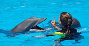 can you swim with dolphins in corpus christi