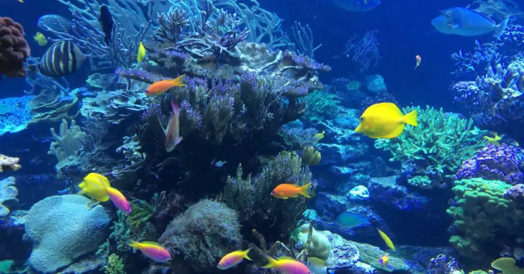 can you snorkel in corpus christi